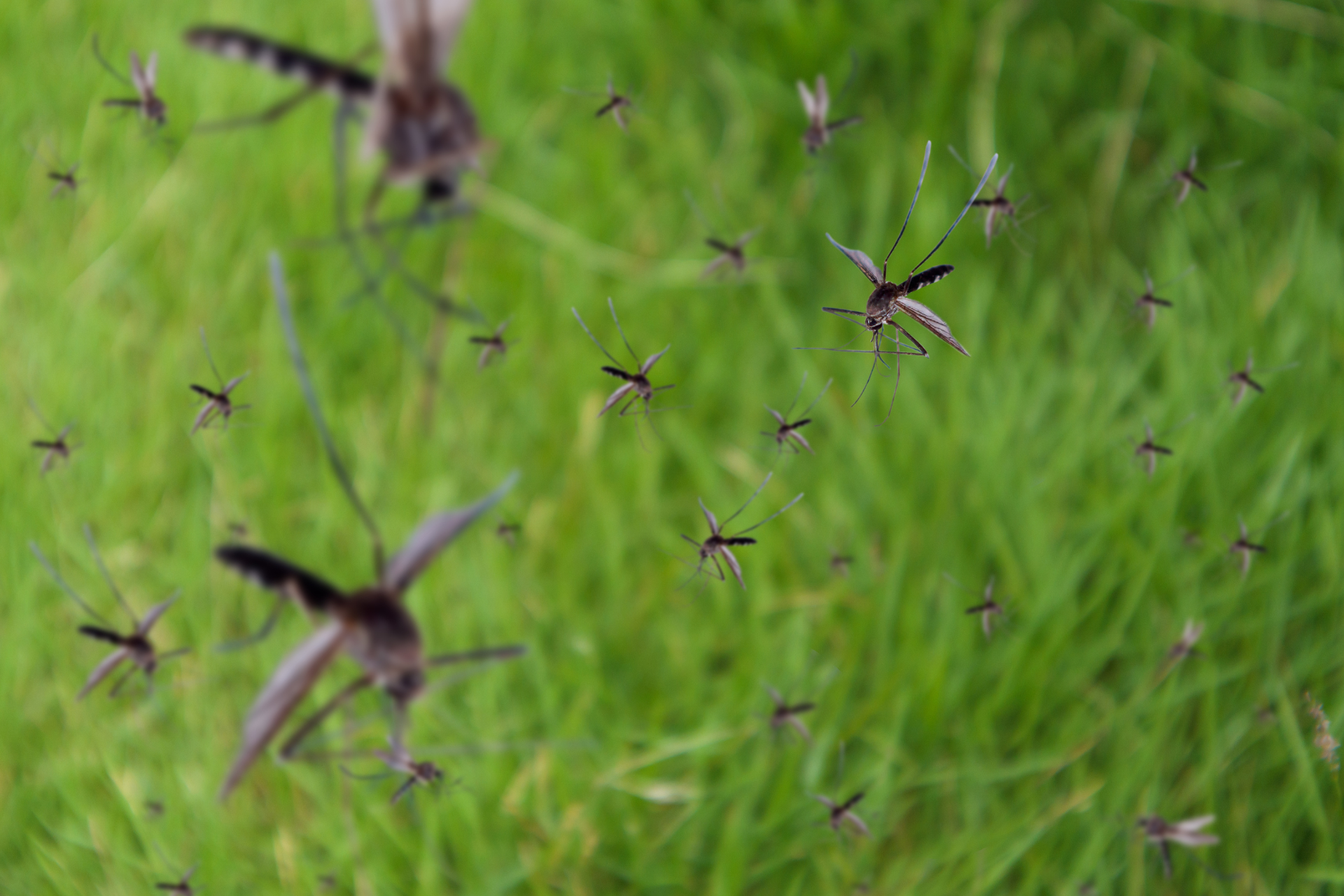 A bunch of mosquitoes are flying in the grass.