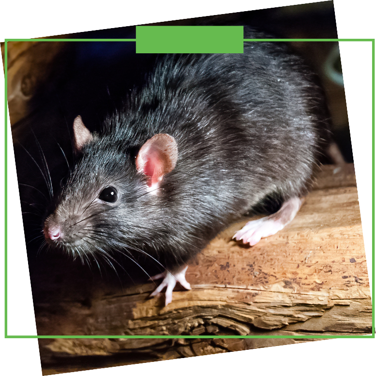 A roof rat is sitting on a piece of wood.