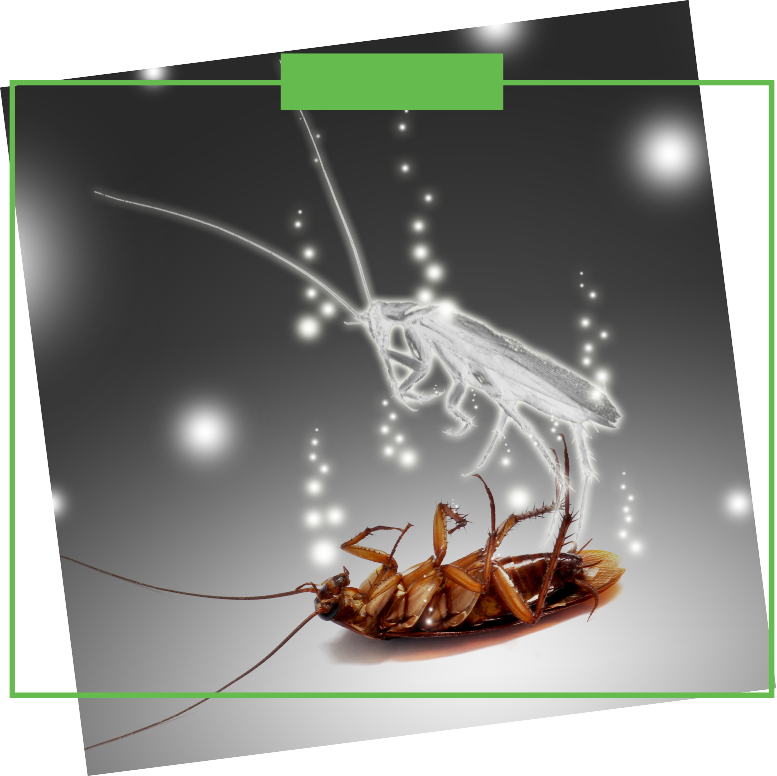 A picture of a cockroach with a green frame around it