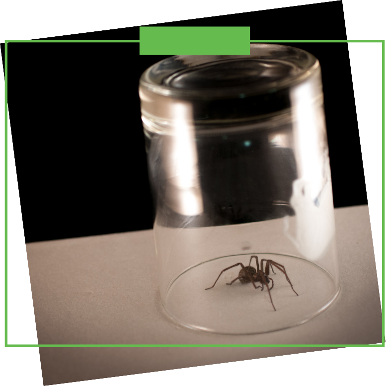 A spider is sitting in a glass on a table