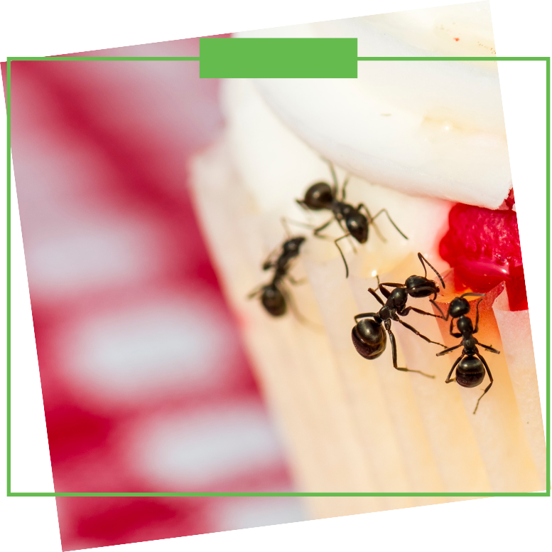 A group of ants are crawling on a piece of food.
