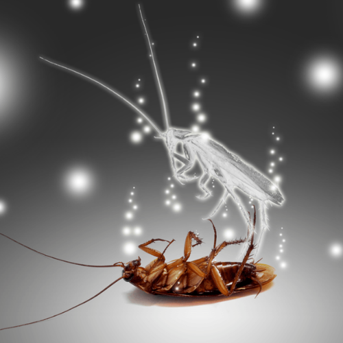 A cockroach is laying on its back with a light coming out of it