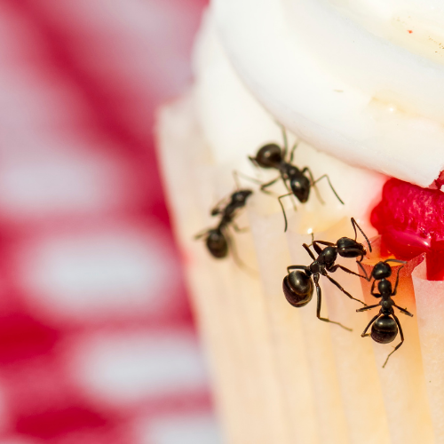 A close up of a cupcake with ants on it