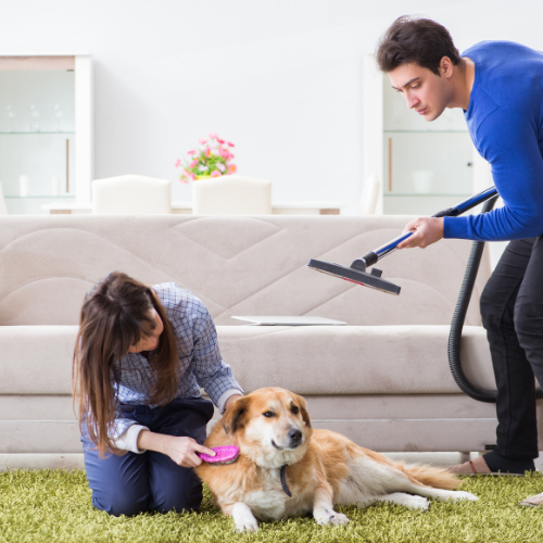 A man is vacuuming the carpet while a woman brushes a dog.