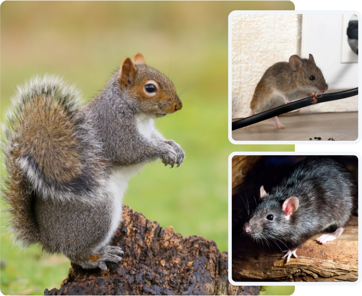 A squirrel standing on a log next to a mouse and a rat.