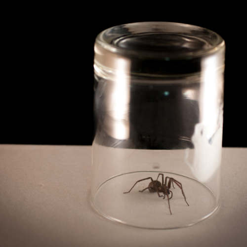 A glass with a spider inside of it