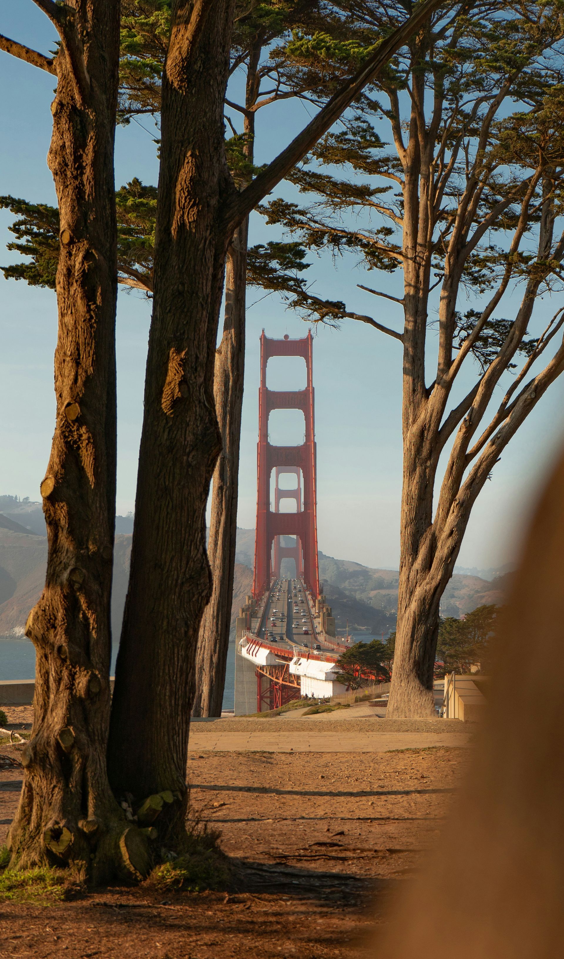 A view of the golden gate bridge through the trees.