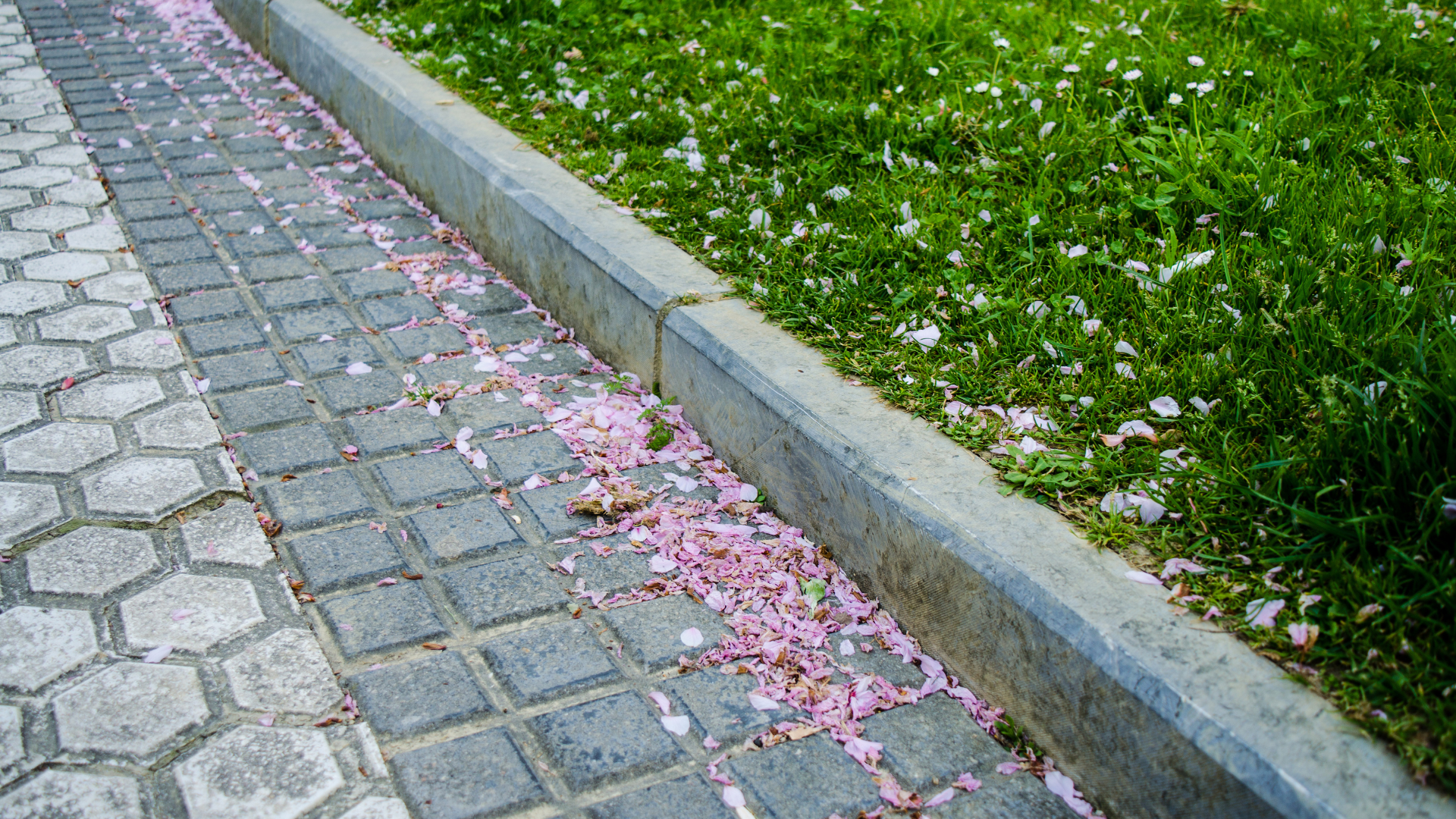 Paved walkway next to a curb and green grass. Pink flower petals scattered on the walkway.