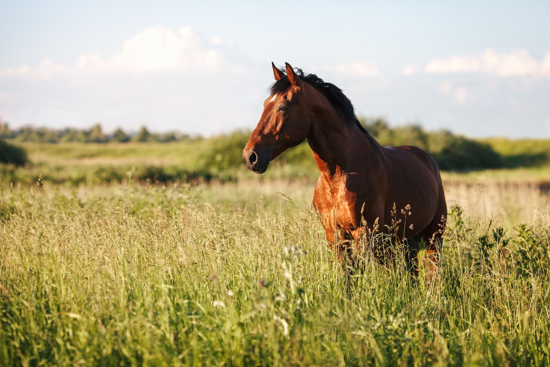 Brown horse standing in a tall grassy field, lit by sunlight.