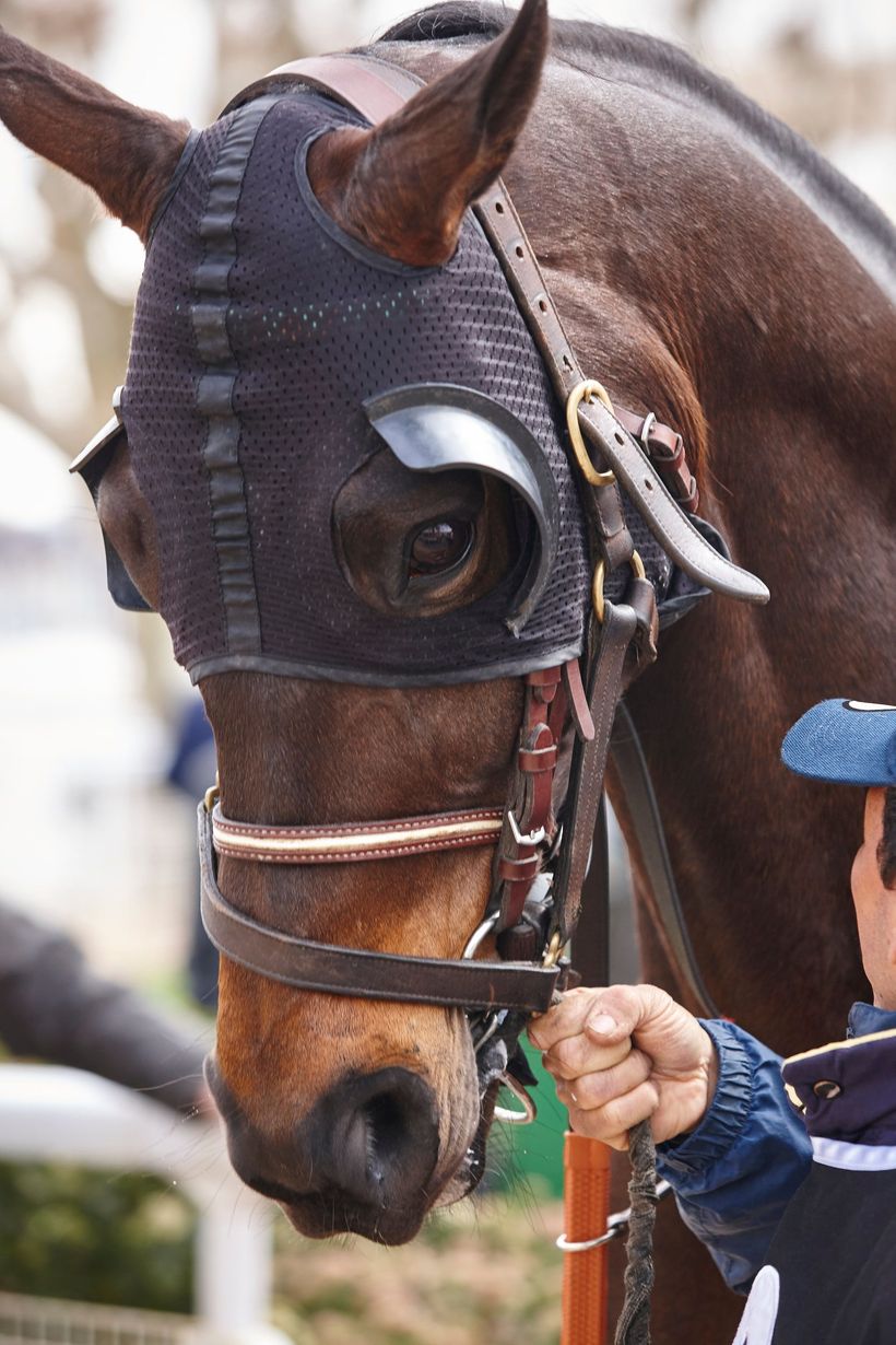 Brown horse wearing a black hood and bridle, held by a person in blue.