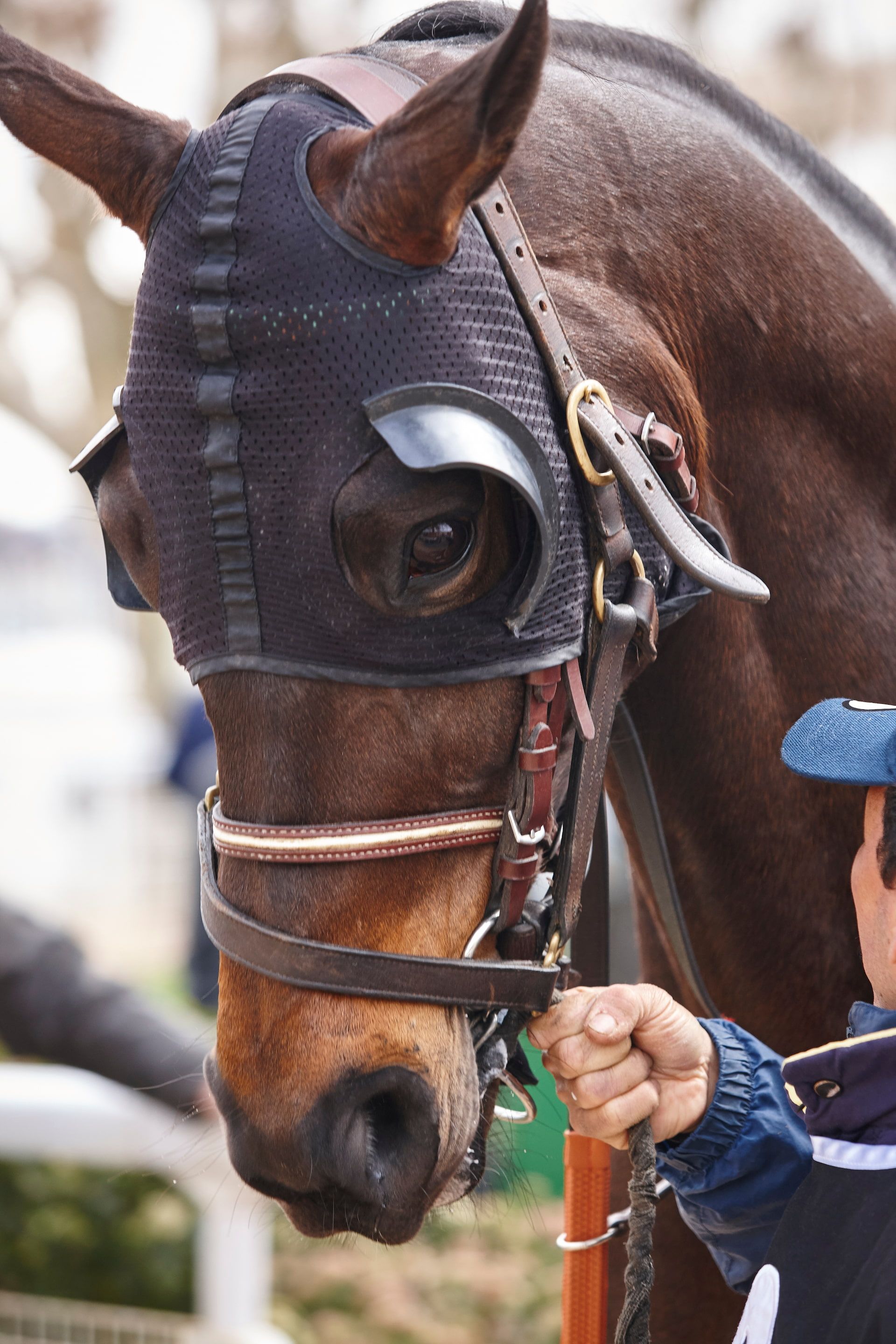 Brown horse wearing a black hood and bridle, held by a person in blue.