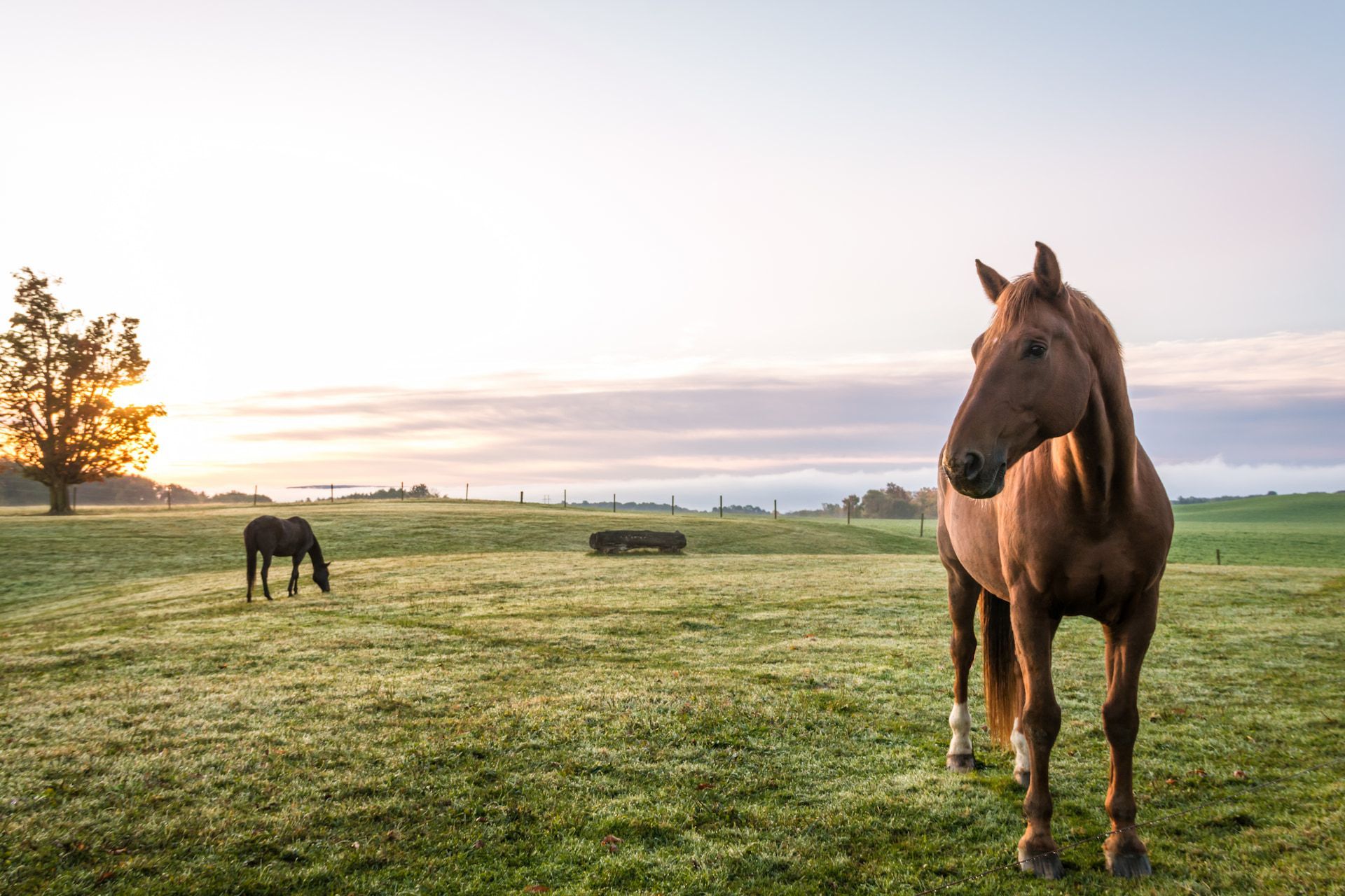 Brown horse standing in a green field, another horse grazing in the distance, sunrise.