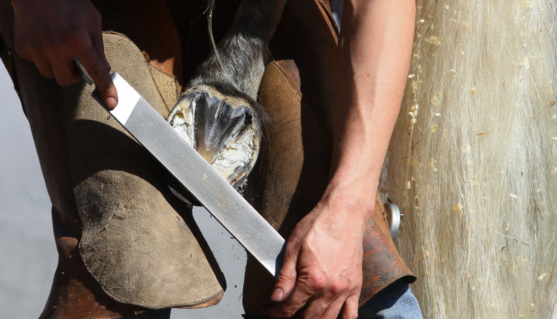 Farrier filing a horse's hoof, using a metal rasp. Close up view.