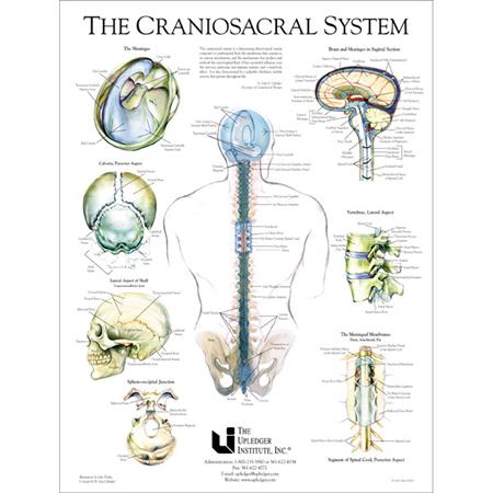 Craniosacral Systems | Columbia, CO | SpiritWorks