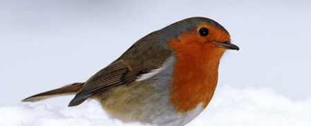 snow bird