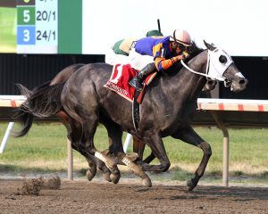 Graded Stakes Winner Petulante Joins Irish Hill Roster