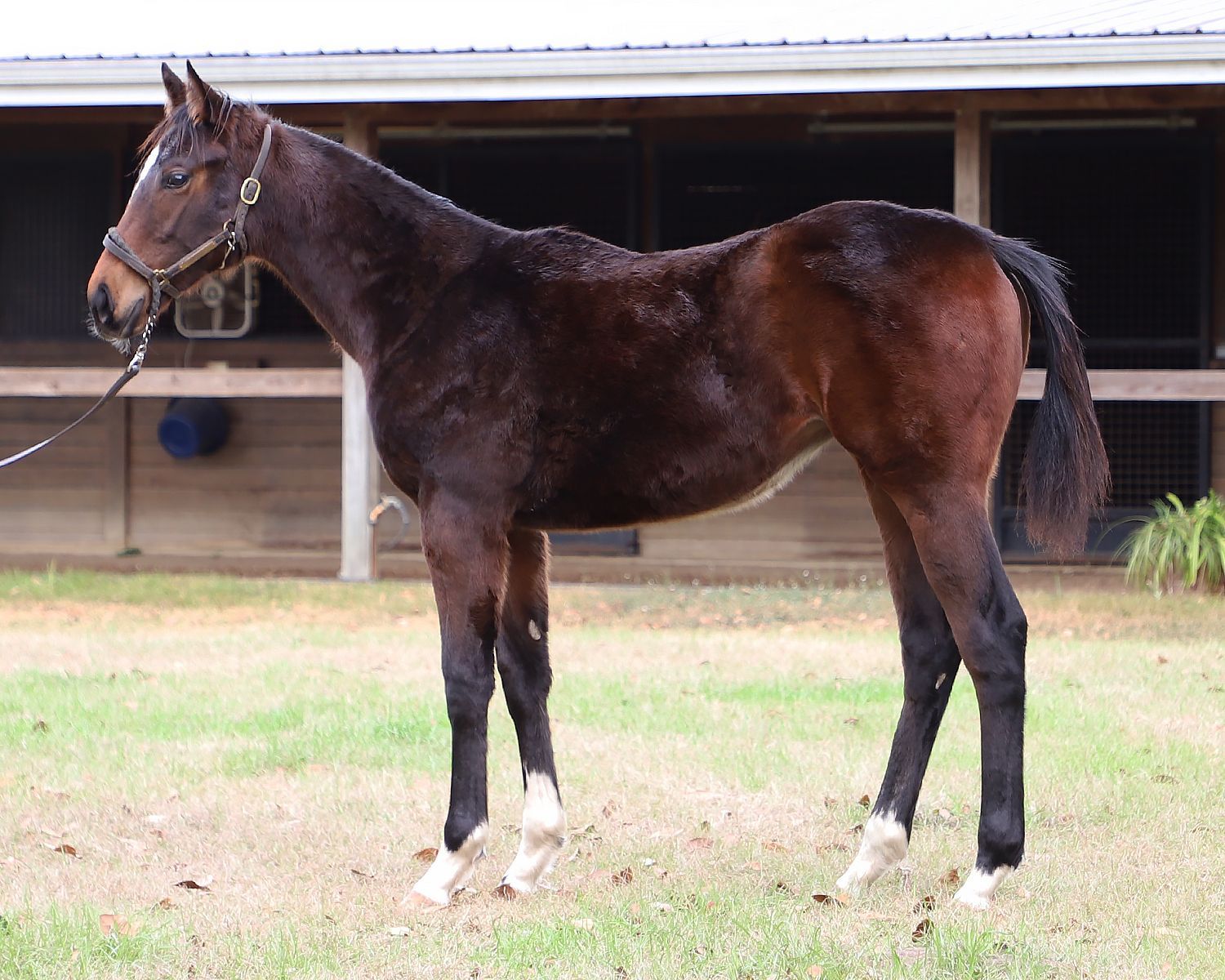 Yearlings by Mind Control, Solomini Among Top sellers at OBS