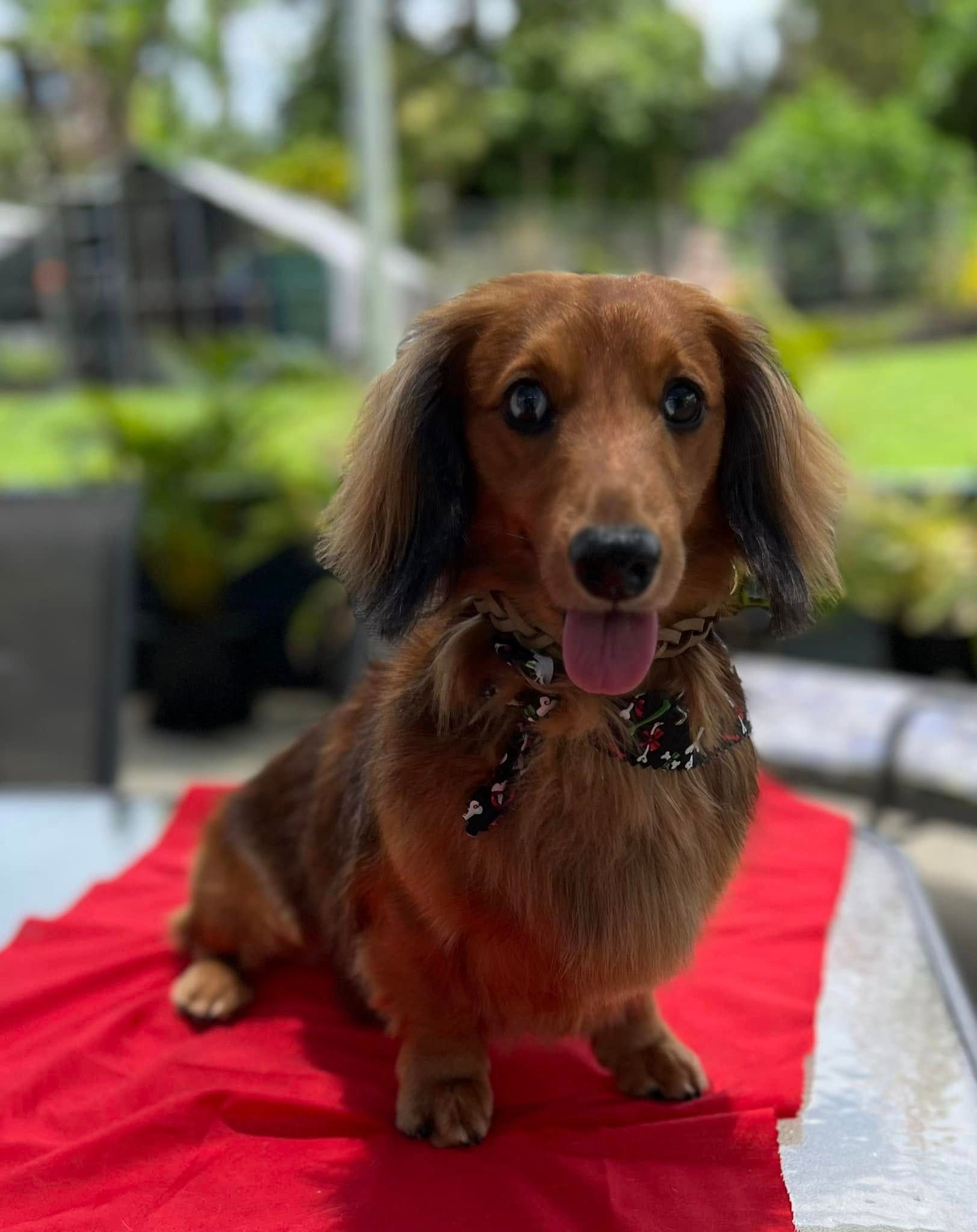 A Brown Dachshund Wearing A Bow Tie Is Sitting On A Red Table Cloth — Pretty Pooches Dog Grooming In Rural View, QLD