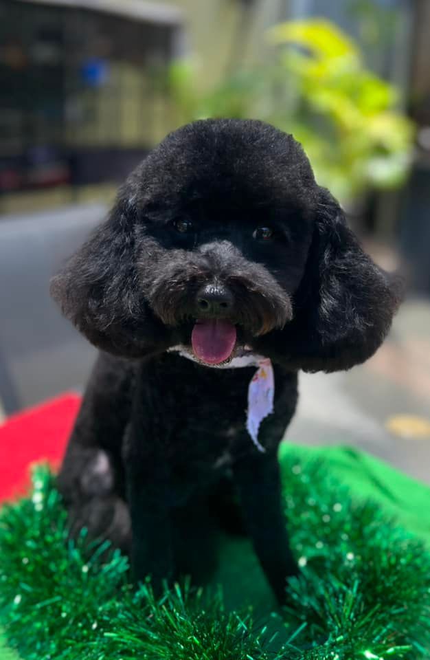 A Black Poodle Is Sitting On A Green Tinsel Wreath — Pretty Pooches Dog Grooming In Rural View, QLD