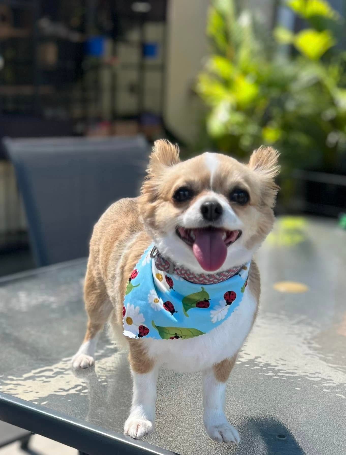 A Small Dog Wearing A Bandana Is Standing On A Table — Pretty Pooches Dog Grooming In Rural View, QLD