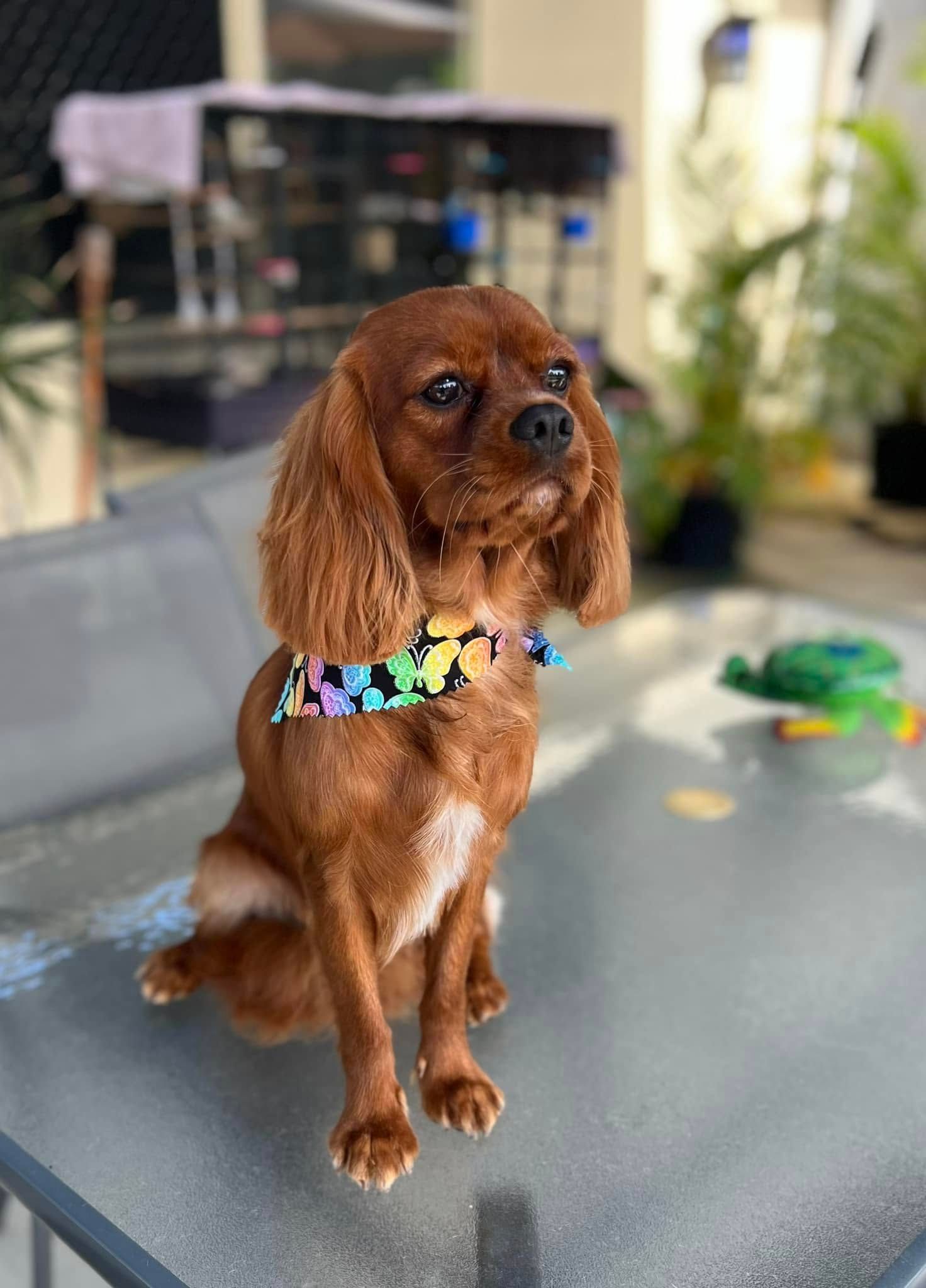 A Small Brown Dog Is Sitting On A Glass Table — Pretty Pooches Dog Grooming In Rural View, QLD
