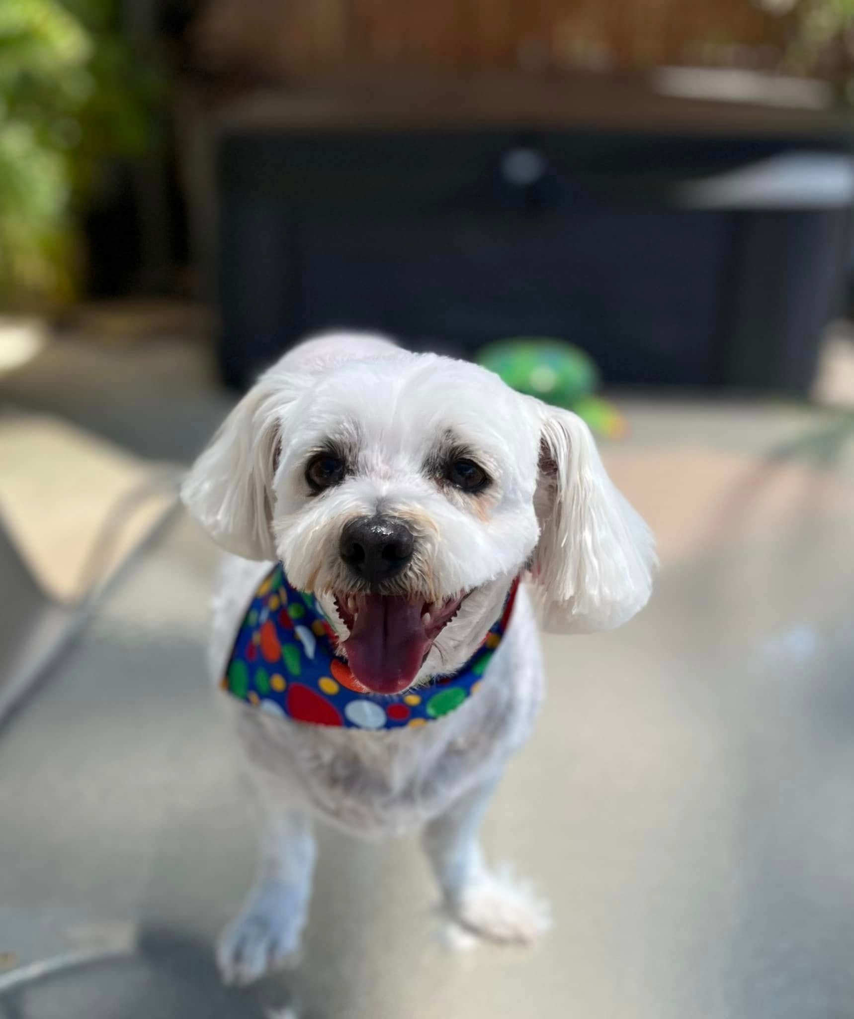 A Small White Dog Wearing A Bandana Is Standing On A Table — Pretty Pooches Dog Grooming In Rural View, QLD