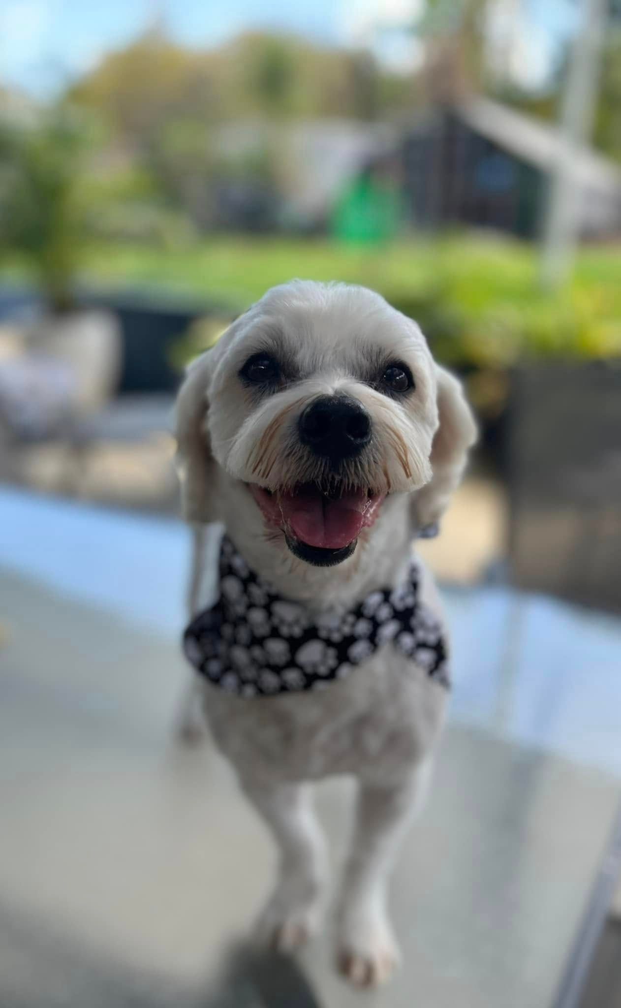 A Small White Dog Wearing A Bandana Is Standing On A Table — Pretty Pooches Dog Grooming In Rural View, QLD