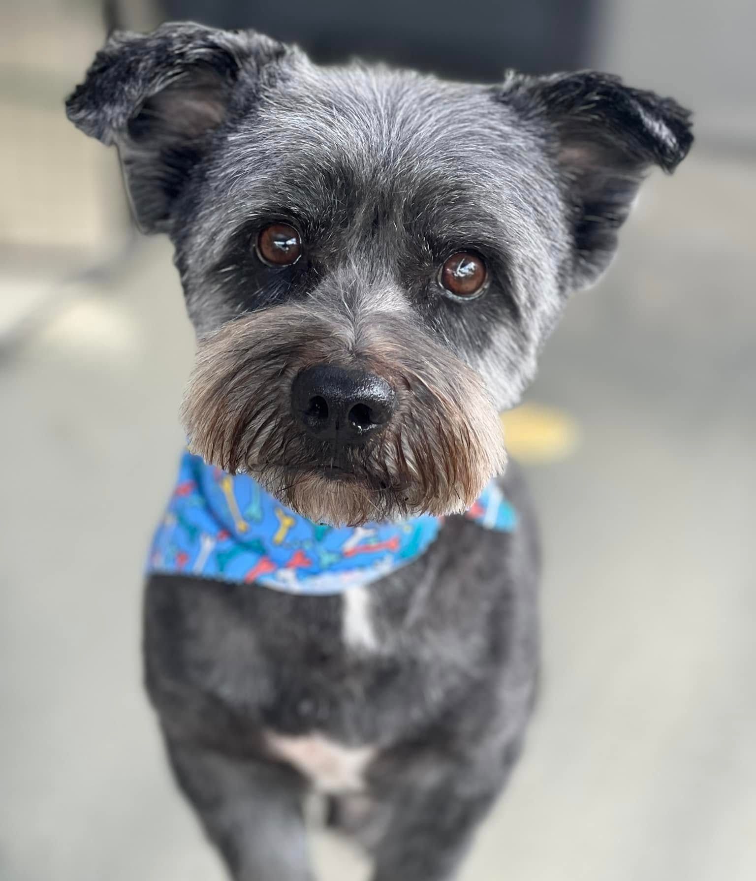 A Small Dog Wearing A Blue Bandana Is Looking At The Camera — Pretty Pooches Dog Grooming In Rural View, QLD