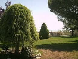 Lussureggianti alberi verdi in un cortile erboso con un cielo azzurro sullo sfondo.