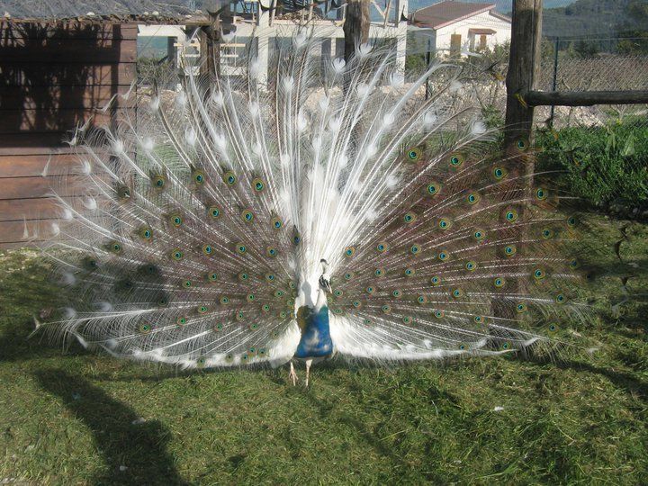 Pavone bianco che mostra le piume su un campo erboso, vicino a strutture in legno.