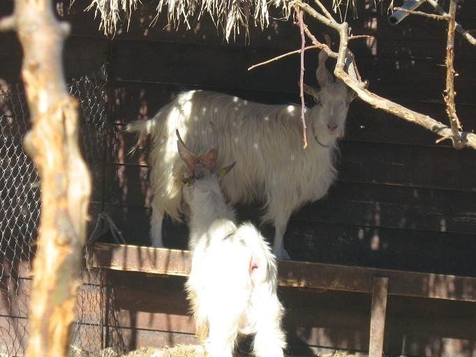 Due capre bianche in un recinto, una delle quali è in piedi su una piattaforma di legno, attraverso la quale filtra la luce del sole.
