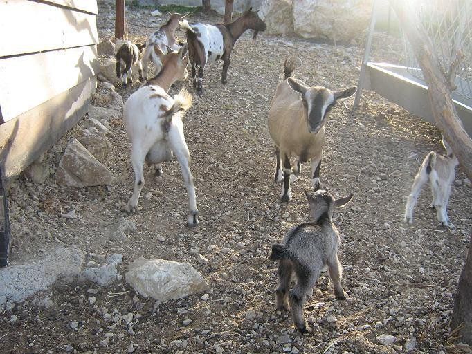 Capre in un recinto con pavimento in terra battuta; alcune guardano la telecamera, altre pascolano. Ambiente esterno soleggiato.