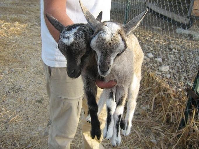 Persona che tiene in braccio due caprette, una nera e una marrone chiaro, vicino a una recinzione.