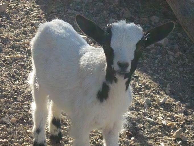 Giovane capra bianca con macchie nere, in piedi all'aperto.