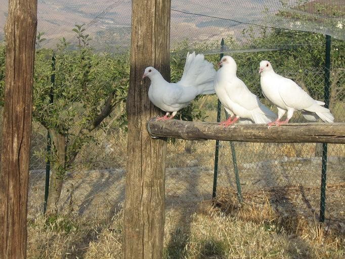 Tre colombe bianche appollaiate su una trave di legno all'interno di un recinto, con sullo sfondo alberi e una collina.