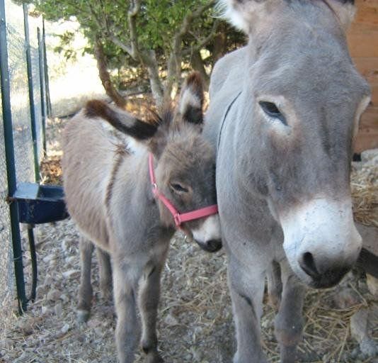 Due asini, uno grigio e uno marrone, sono in piedi uno accanto all'altro vicino a una recinzione. Uno appoggia la testa contro l'altro.