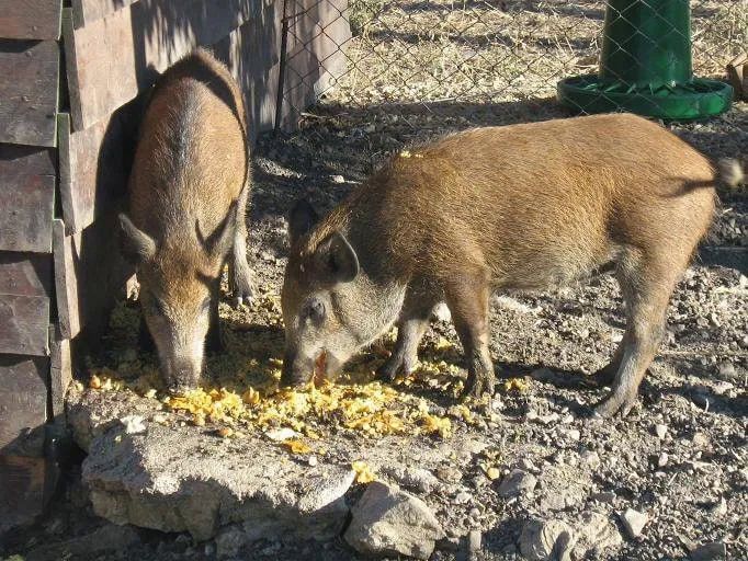 Due maiali marroni mangiano il cibo a terra in un recinto all'aperto.