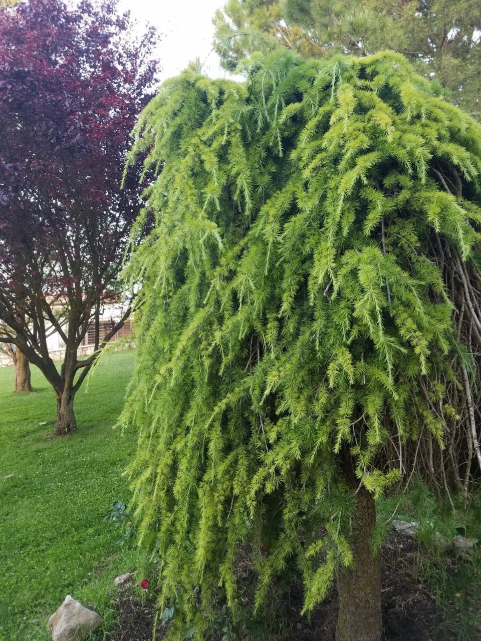Ginepro piangente verde con un albero rosso scuro sullo sfondo.