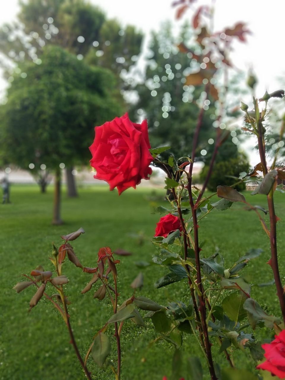 Rosa rossa in un giardino con erba verde e alberi sullo sfondo.