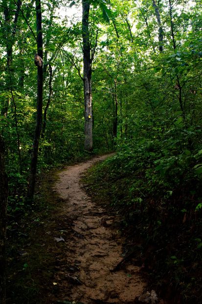 Narrow dirt trail winding through a dense green forest