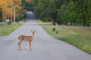 A deer — Waynesboro, VA — Whitesell Collision Restoration