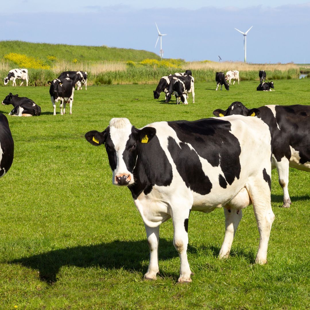 A herd of cows grazing in a grassy field with windmills in the background.