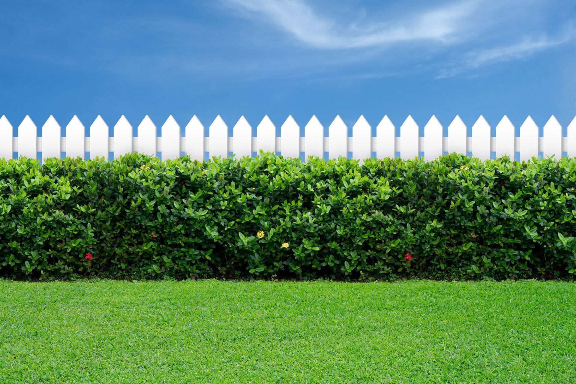 white picket fence with hedge line in front of it