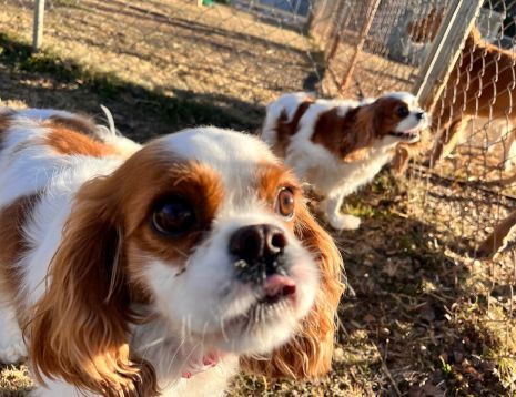 doggy dayacare