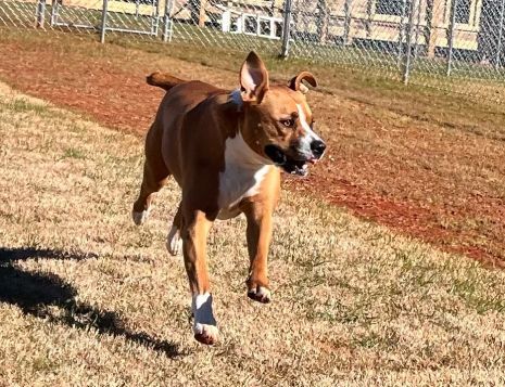 running dog