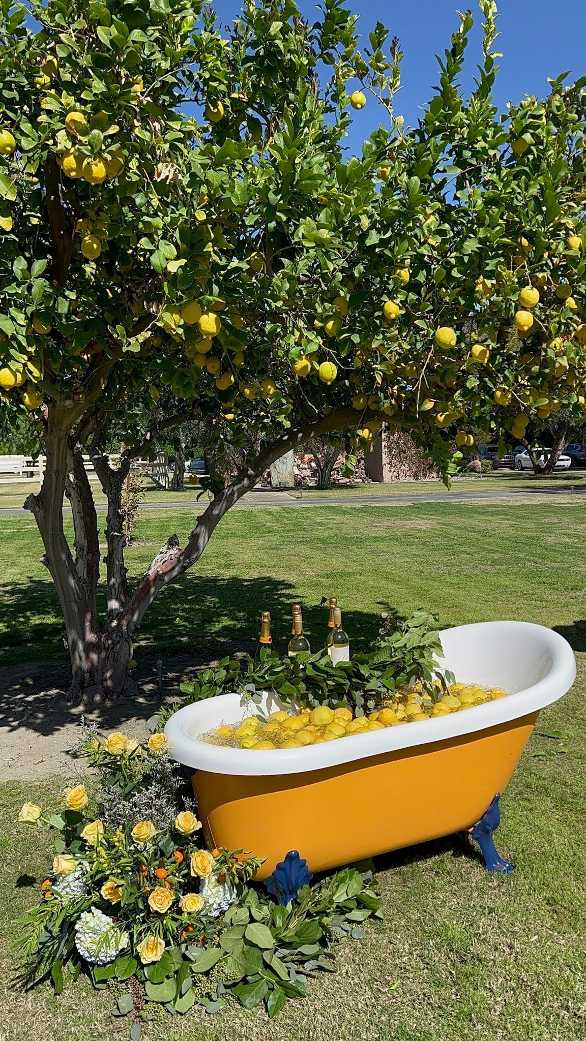 a bathtub filled with lemons sits under a lemon tree