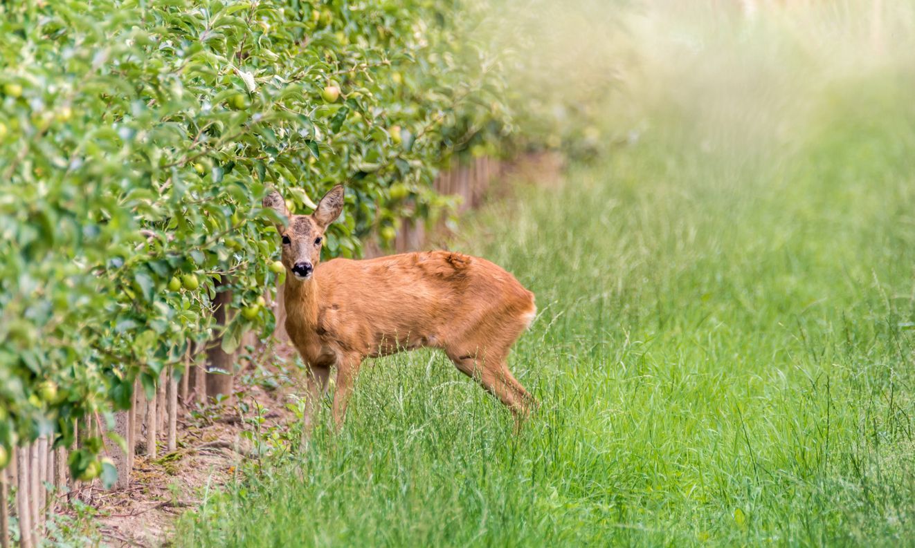A deer is standing in a field next to a hedge.