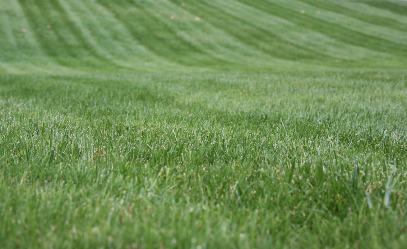 A close up of a lush green lawn with a striped pattern.