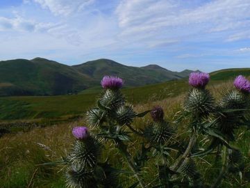 Scottish Mountain