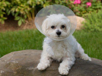 Dog with medical collar -  Wellness Exams in Topsfield, MA